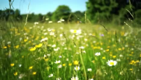 beautiful flower meadow