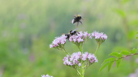 Hummel-Sammelt-An-Sonnigen-Tagen-Blütennektar.-Hummel-In-Makroaufnahme-In-Zeitlupe.