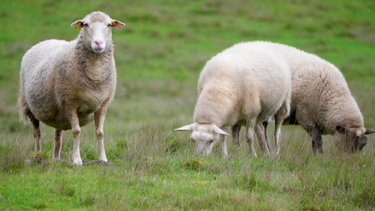 ovejas se quedan mirando a lo lejos mientras otras pastan en un campo de hierba, españa