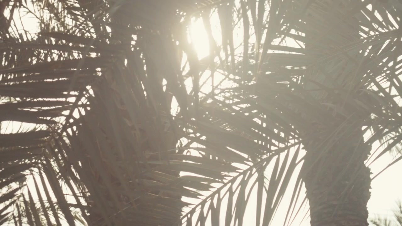 Sun shines through the leaves of palm trees creating silhouettes and flaring warm light in Alicante, Spain.