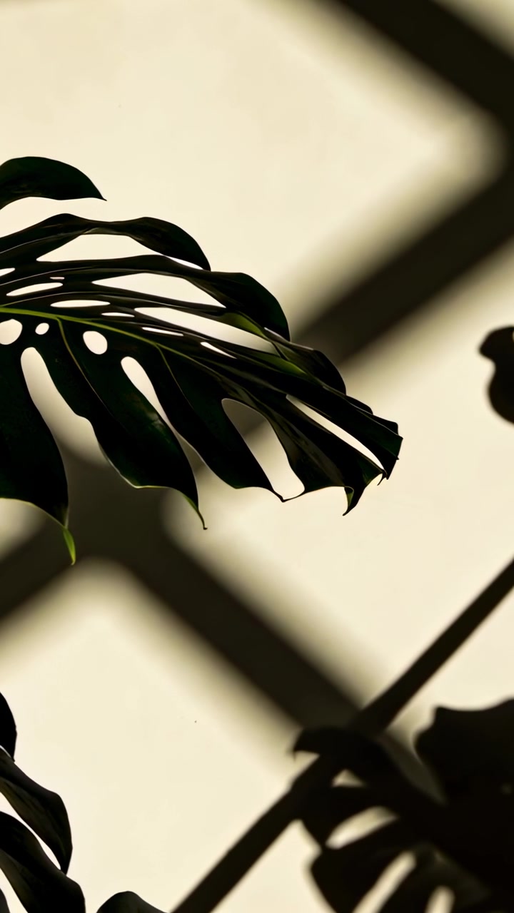 Vertical video: Shifting sunlight moving Monstera leaf toward window, revealing lattice shadow