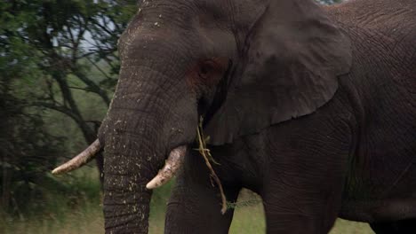 Elephant-Chewing-a-branch,-medium-close-up