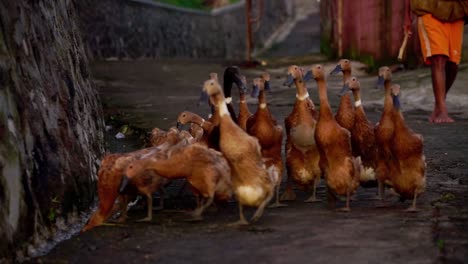 cámara lenta - un hombre que se dirige a una bandada de patos en la carretera