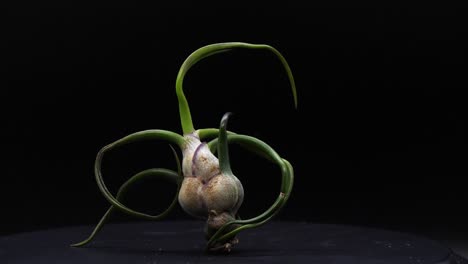 In-complete-darkness,-an-alien-looking-air-plant-spins-slowly