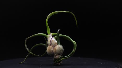 in complete darkness, an alien-looking air plant spins slowly