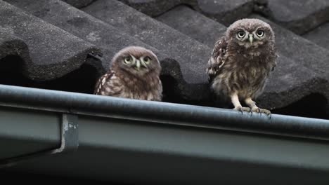 Telephoto-view-of-two-little-owls-sitting-on-rooftops-drain-pipe,-static,-day