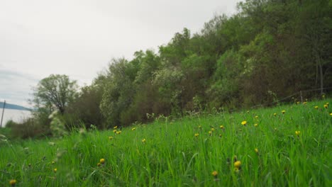 Feld-Aus-Grünem-Gras-Und-Gelben-Löwenzahnblüten-Mit-üppigen-Bäumen-Im-Hintergrund