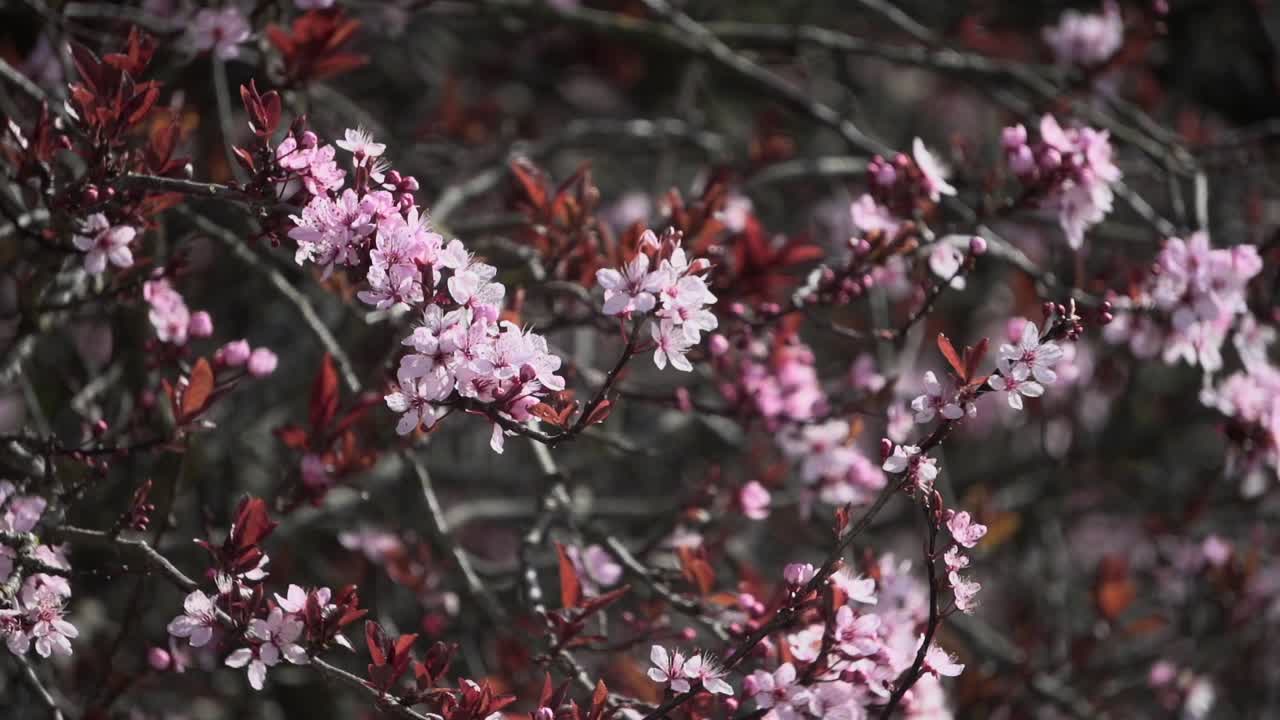 Rami vivaci di ciliegio in fiore che ondeggiano dolcemente con la brezza primaverile a Victoria, Columbia Britannica, Canada