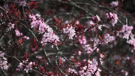 vibrantes ramas de cerezos en flor meciéndose suavemente con la brisa primaveral en victoria, columbia británica, canadá