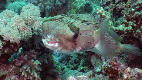 porcupine fish close up from front on coral reef in the red sea