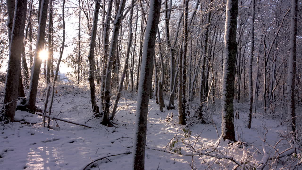 태양을 향해 뻗어 나간 눈 덮인 숲