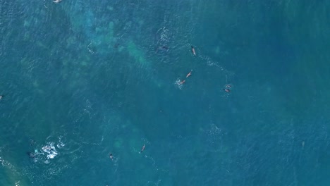 Done-shot-straight-down-with-Sea-Lions-playing-and-pelican-flys-by-during-King-Tide-in-La-Jolla,-California