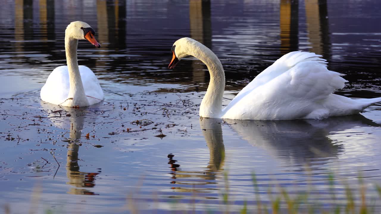 cisnes blancos alimentándose en el fondo del lago buceando cuello largo dentro del agua, un par de pájaros