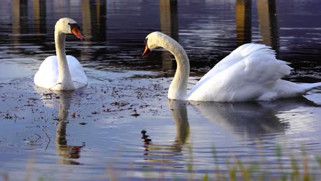 White-swans-feeding-on-bottom-of-the-lake-diving-long-neck-inside-water,-couple-of-birds