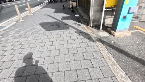 two dogs being walked on a sidewalk