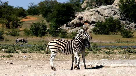 playful burchell's zebra in african bush, etosha national park, namibia wildlife