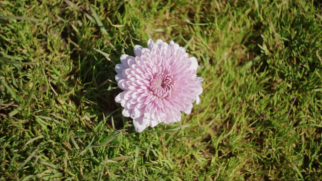 Pale pink flower rests on sunlit grass with soft shallow focus and open
