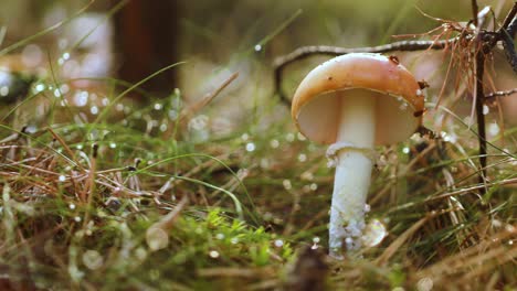 amanita muscaria, fly agaric mushroom in a sunny.