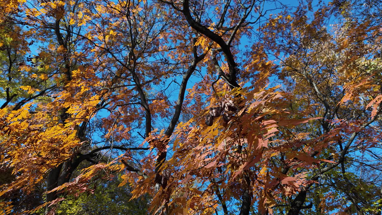 Vibrant Orange Autumn Leaves Against Blue Sky