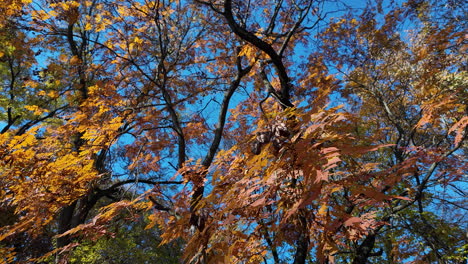 vibrant orange autumn leaves against blue sky