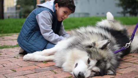 child petting a beautiful siberian husky while smiles