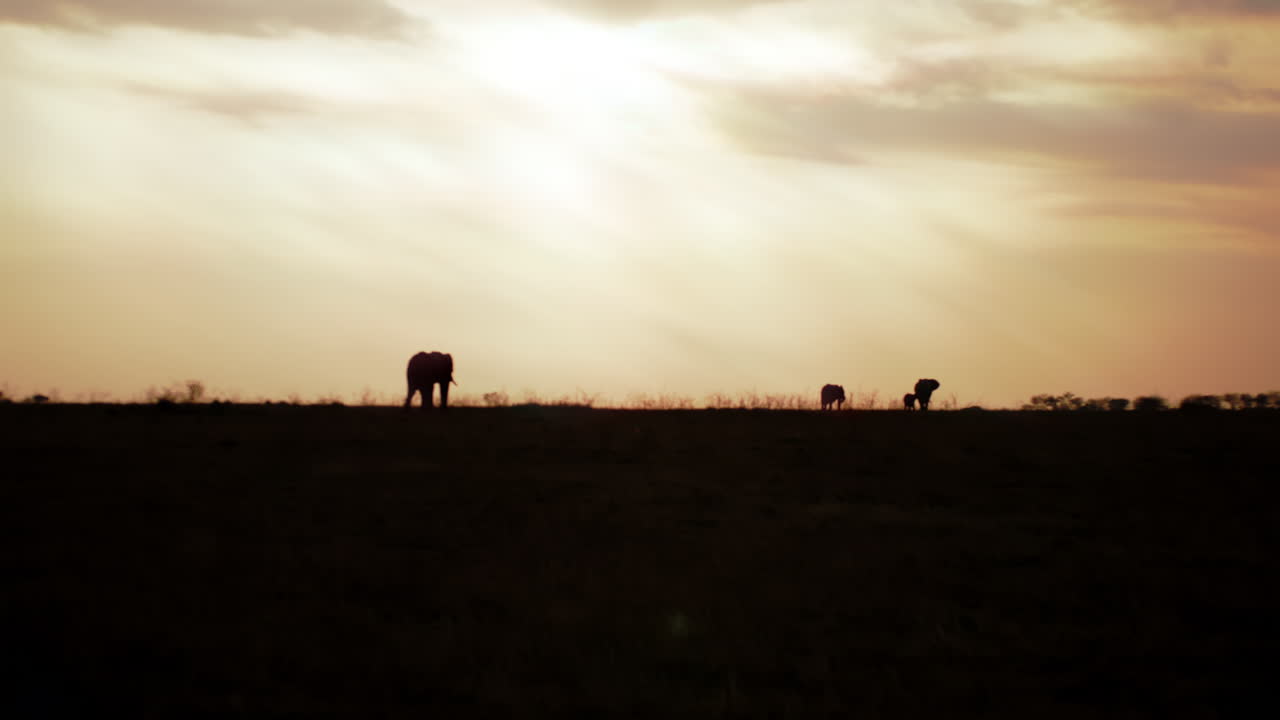 Campo lungo e ampio di elefanti che vagano all'orizzonte lontano, in controluce con la calda luce dell'ora d'oro in Tanzania, Africa. Una composizione serena che cattura la scala, la libertà e la bellezza senza tempo della fauna selvatica