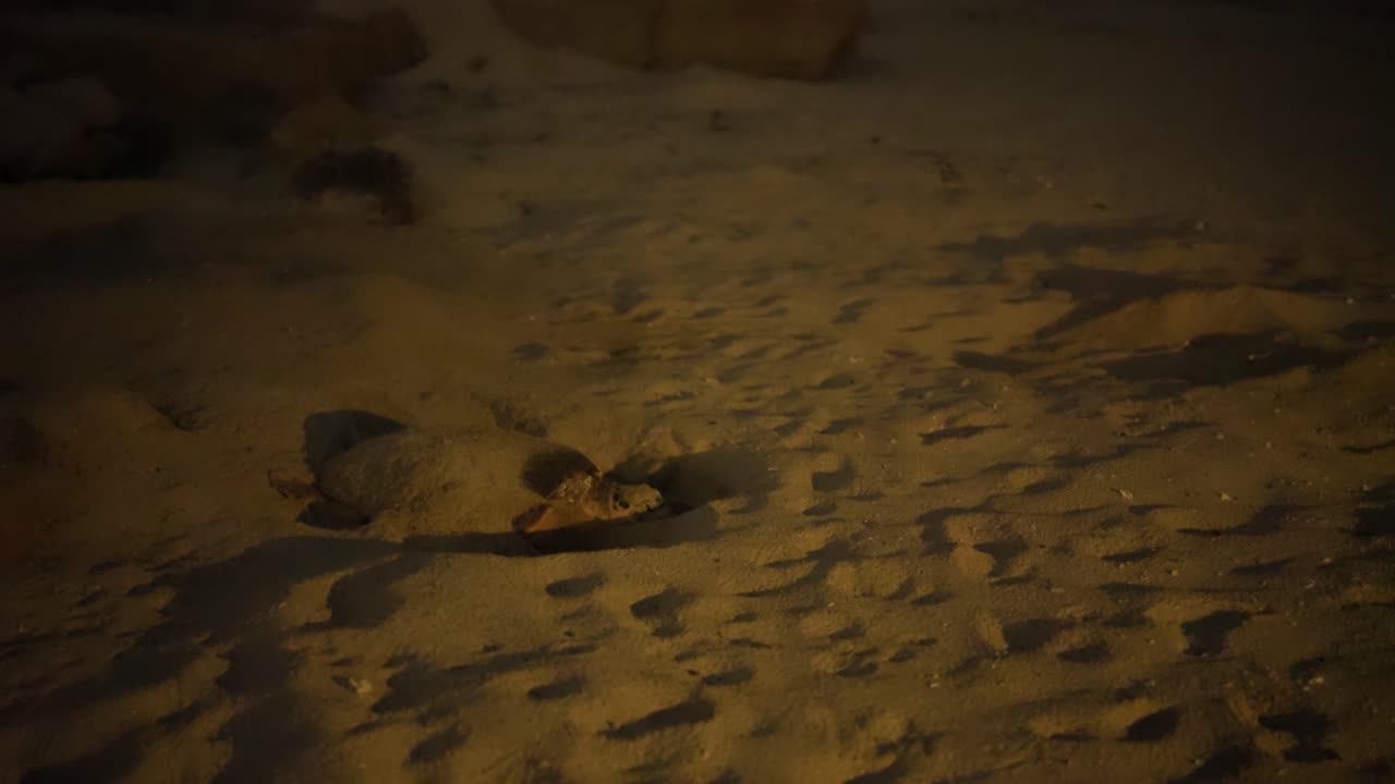 페르시아 만에서 멸종 위기에 처한 동물, 바다 거북이는 바다 안에 알을 낳고, 해변을 모래로 고, 위장, 바다 보존, 자정 해안, 이란, 오만, uae, 카타르, 야생 동물, 야생 관광.