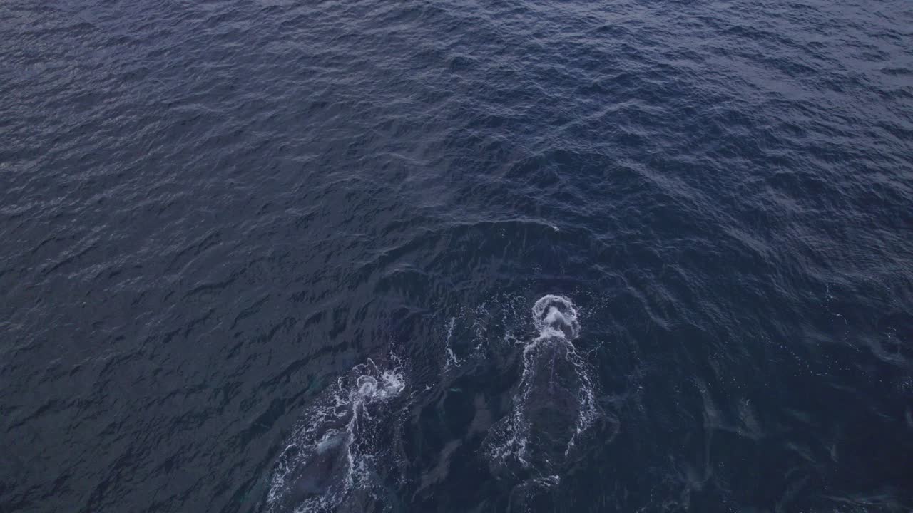 혹등고래가 호주 뉴사우스웨일즈의 바다에서 숨쉬기 위해 물을 부는 모습