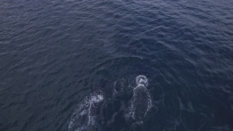 Humpback-Whale-Blowing-Water-To-Breathe-In-The-Ocean-In-NSW,-Australia