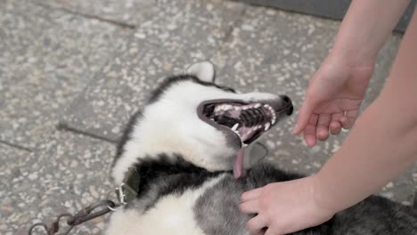 girl plays with a husky