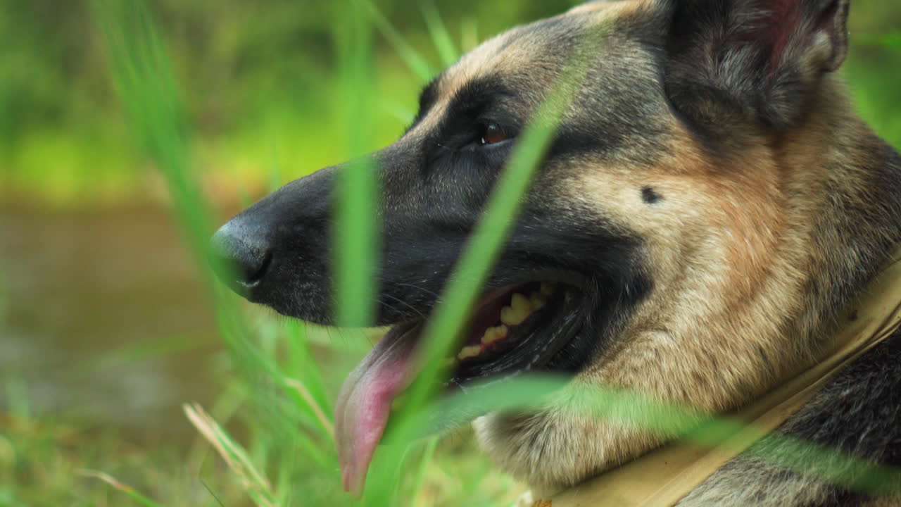 키가 큰 풀밭에 누워 있는 독일 셰퍼드 개, 헥헥, 클로즈업 헤드샷