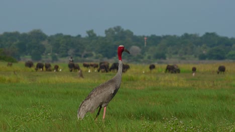 Eastern-Sarus-Crane,-Antigone-antigone-sharpii