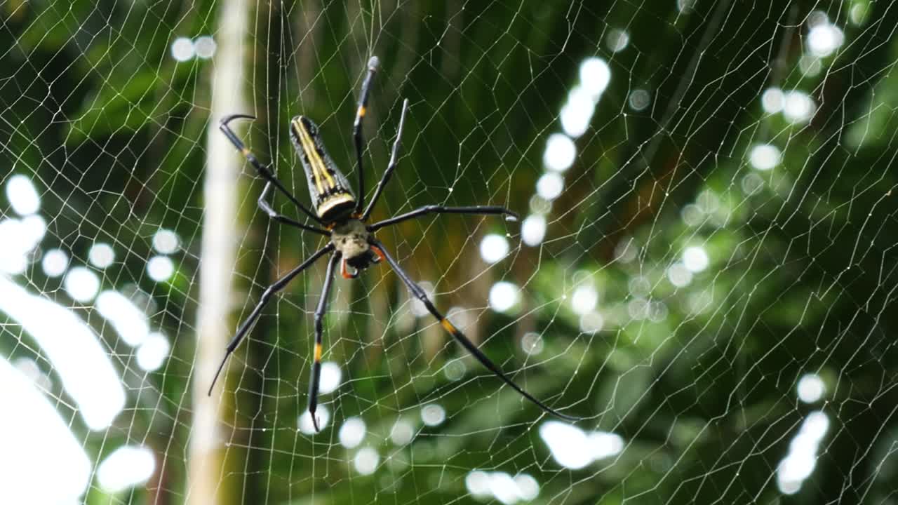 그의 웹에서 걷는 거대한 황금 orbweaver 또는 nephila pilipes