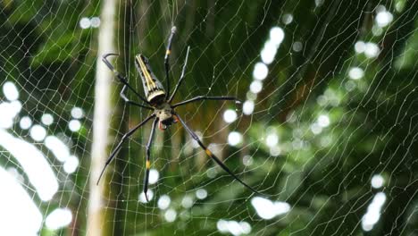 Orbweaver-Dorado-Gigante-O-Nephila-Pilipes-Caminando-En-Su-Web