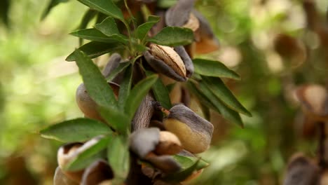 almendras en el árbol listas para la cosecha