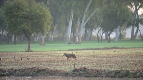 The-Golden-jackal-in-Fields