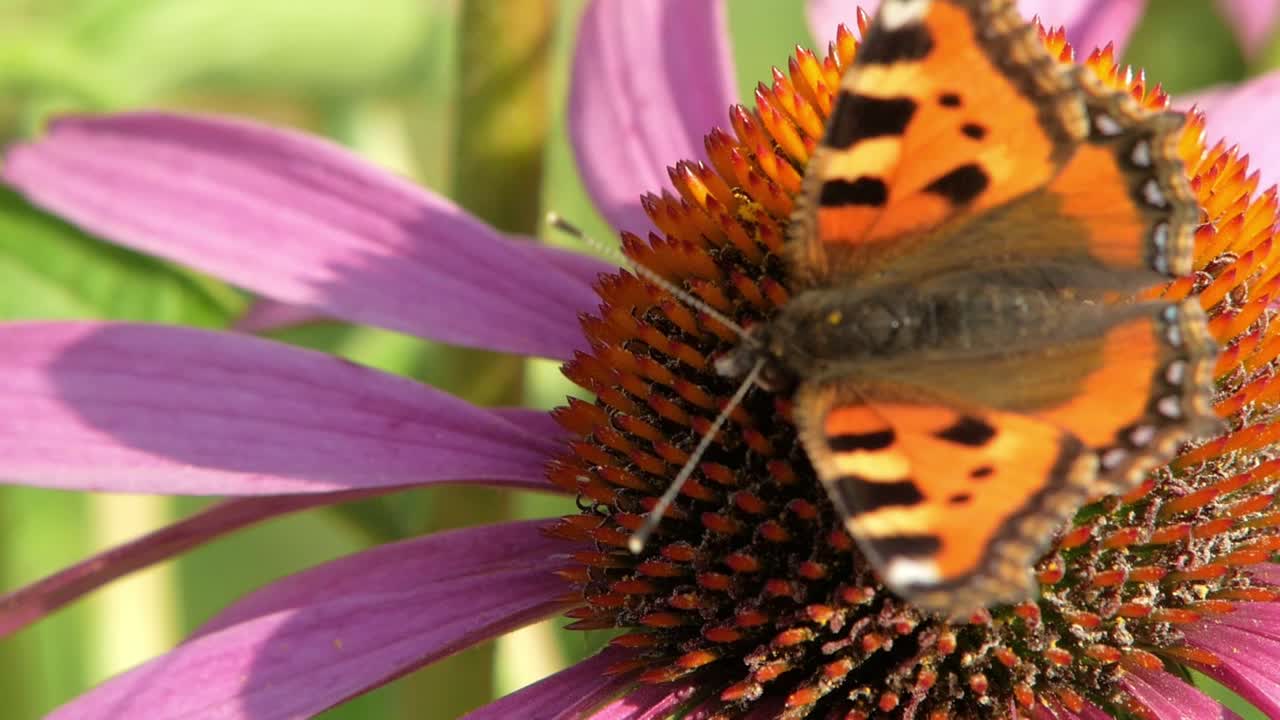 la mariposa de carey del centro comercial se sienta en una flor de cono púrpura y come polen