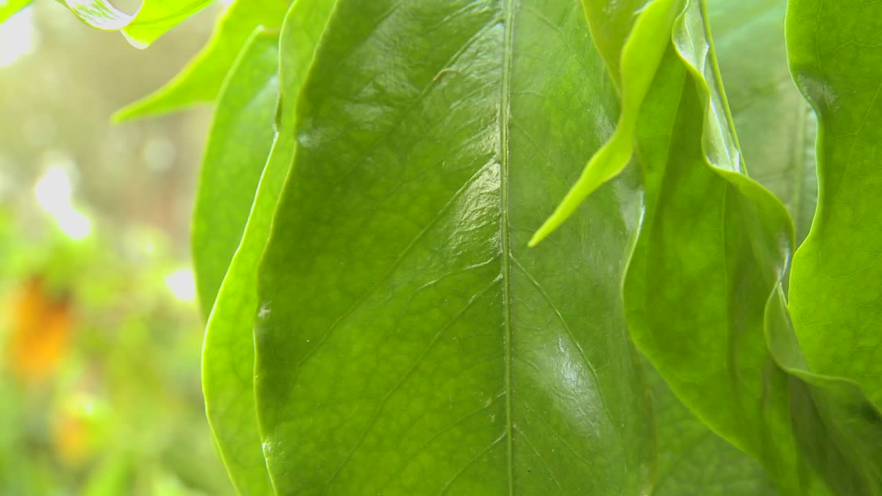 hermosa hoja verde en una selva tropical