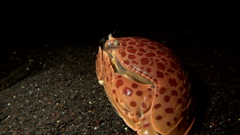 box crab hiding in volcanic sand