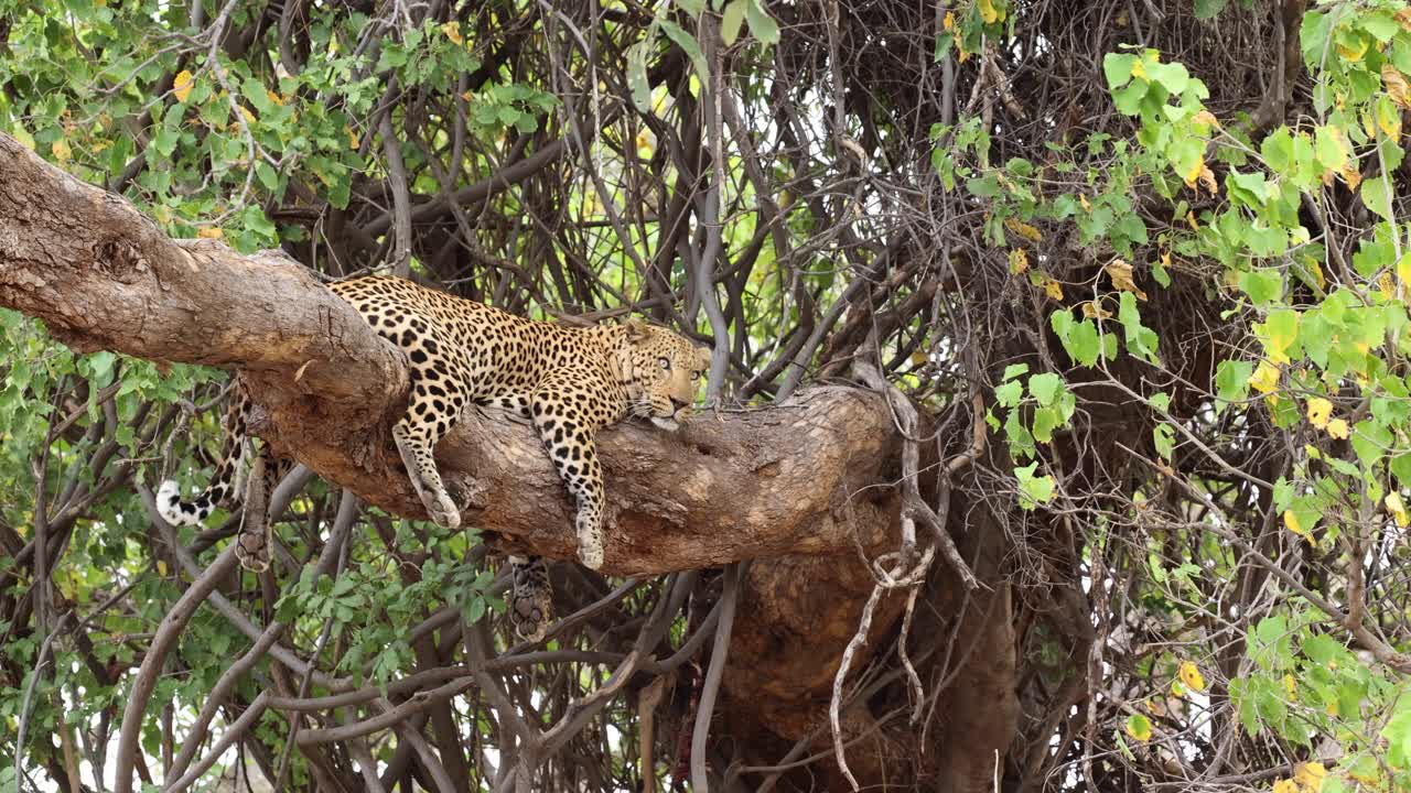 보츠와나 마샤투 게임 리저브의 니알라 나무에서 쉬고 있는 조심스러운 표범