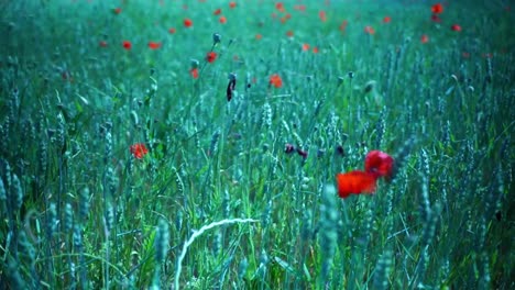 field with poppies drain through which the wind goes