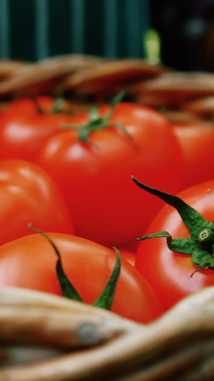 새로 수확 한 토마토 의 바구니 를 들고 있는 사람