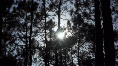 Rayos-De-Sol-De-4k-Cruzando-Un-Bosque-De-Pinos,-Siluetas-De-Pinos-Bailando-En-El-Viento-Con-Un-Toque-De-Cámara