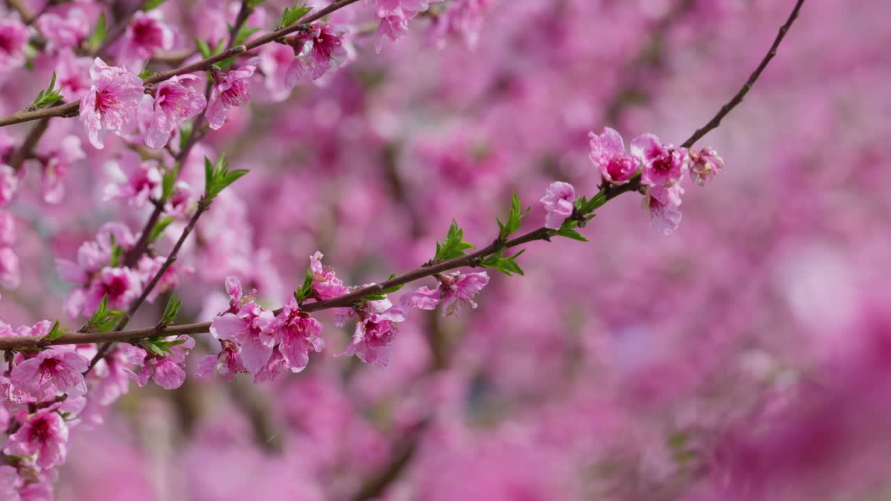 Close up of peach sakura petals swaying softly in spring sunshine and wind