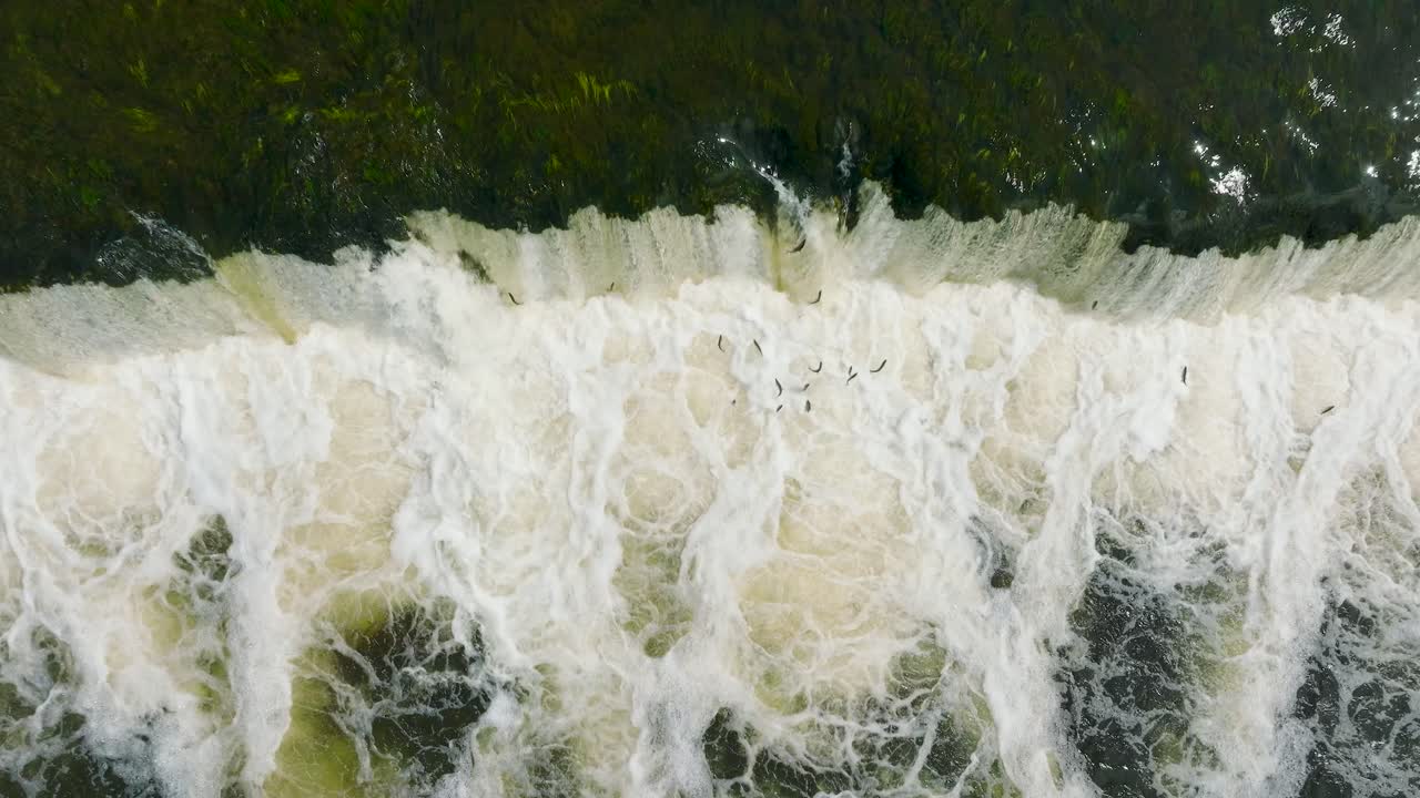 взгляд с воздуха на рыбу вимба, кульдига, солнечный весенний день, восходящий снимок дрона birdseye