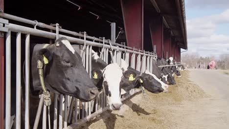 Proceso-De-Alimentación-De-Vacas-En-Una-Granja-Moderna
