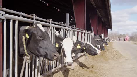 cows feeding process on modern farm