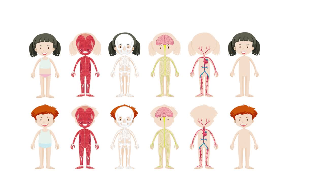 ilustra el sistema muscular humano en los niños