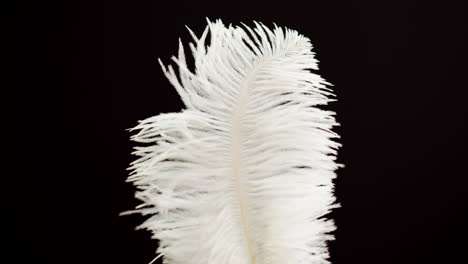 White Ostrich Feather