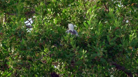 Un-Bebé-Piquero-De-Patas-Rojas-Se-Sienta-En-Un-Nido-En-El-Dosel-De-Un-árbol-En-La-Pequeña-Isla-Caimán-En-Las-Islas-Caimán